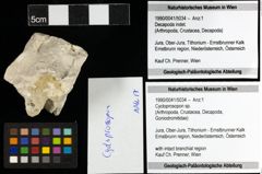 Foto (Objekt + Etiketten) von Cycloprosopon sp. 